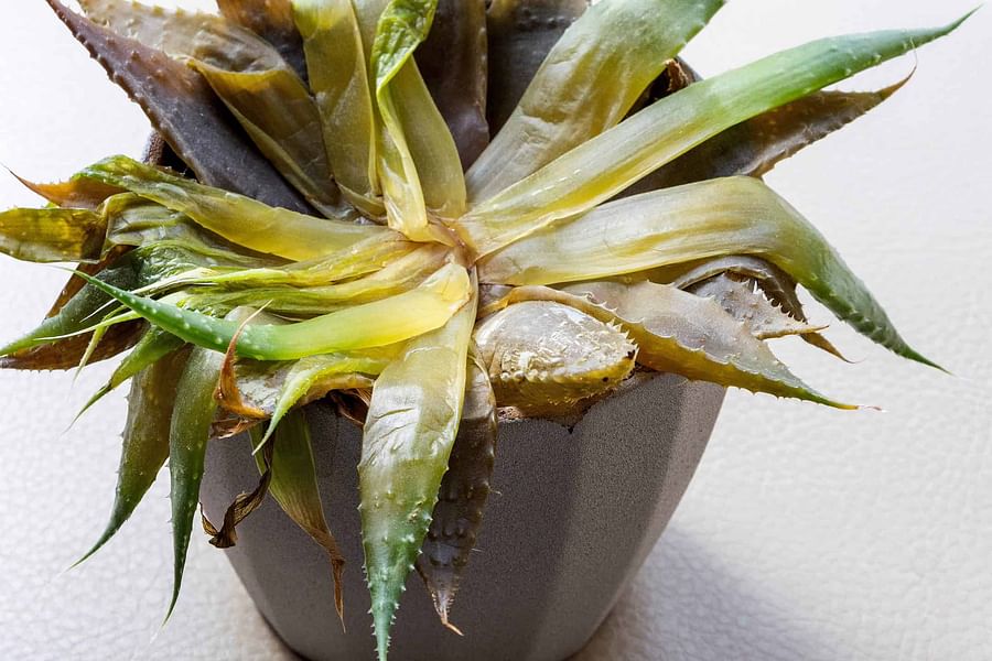 overwatered succulent signs