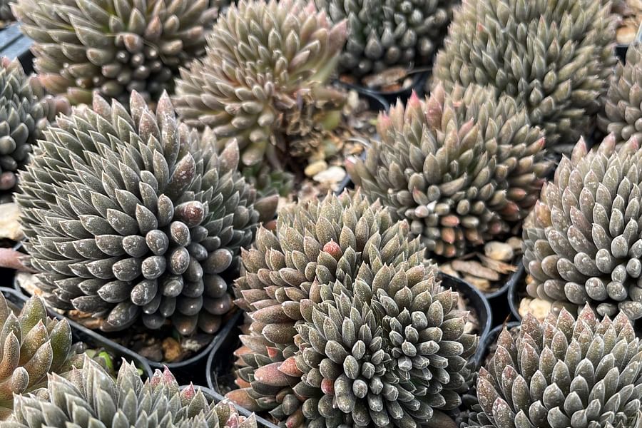 Sinocrassula yunnanensis succulent