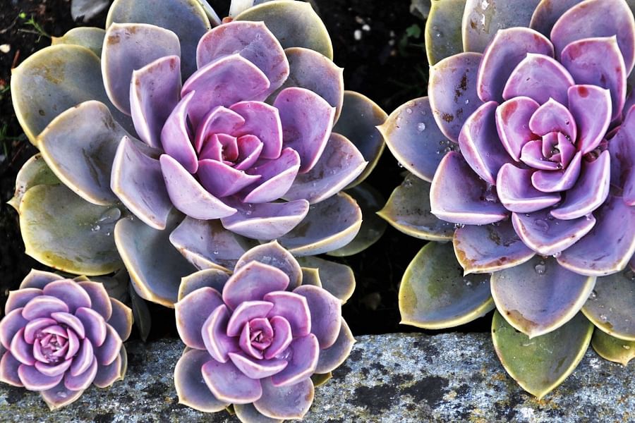 temperature stressed succulent