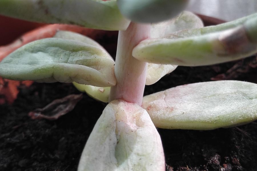 underwatered succulent signs