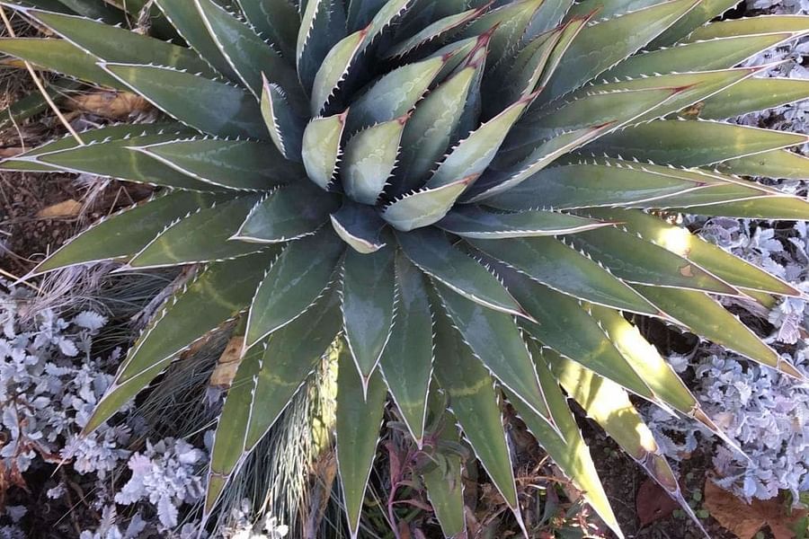 Agave succulent