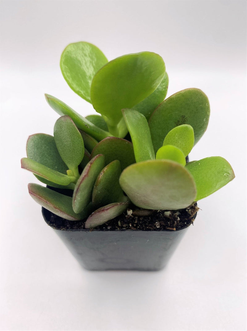 Crassula succulent