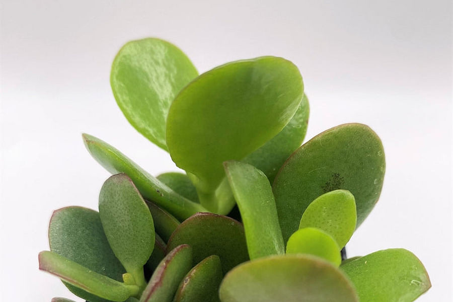 Crassula succulent