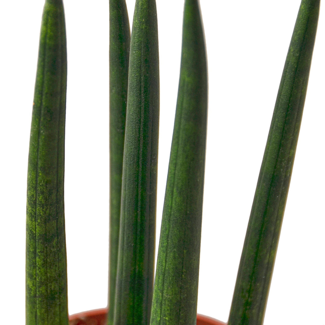 Cylindrical succulent leaves