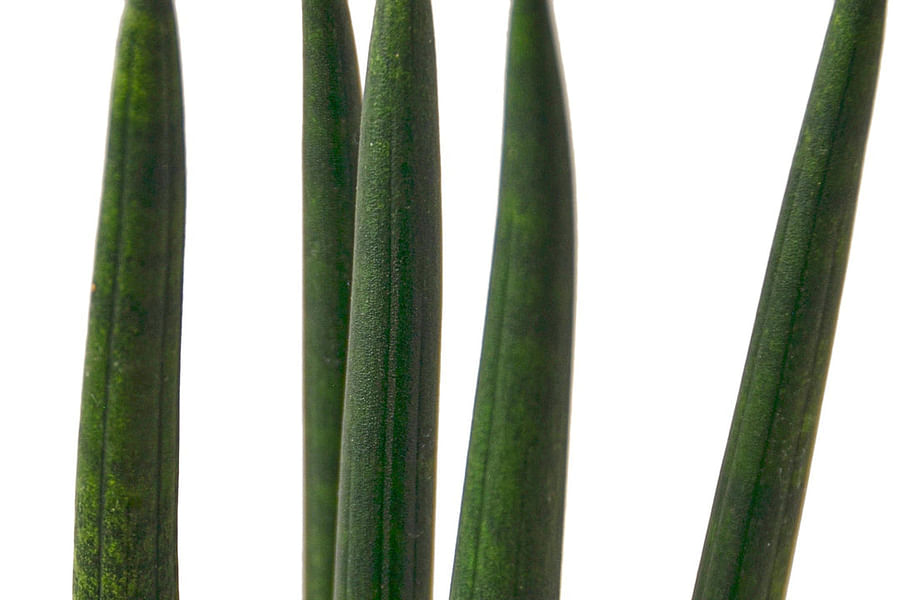 Cylindrical succulent leaves