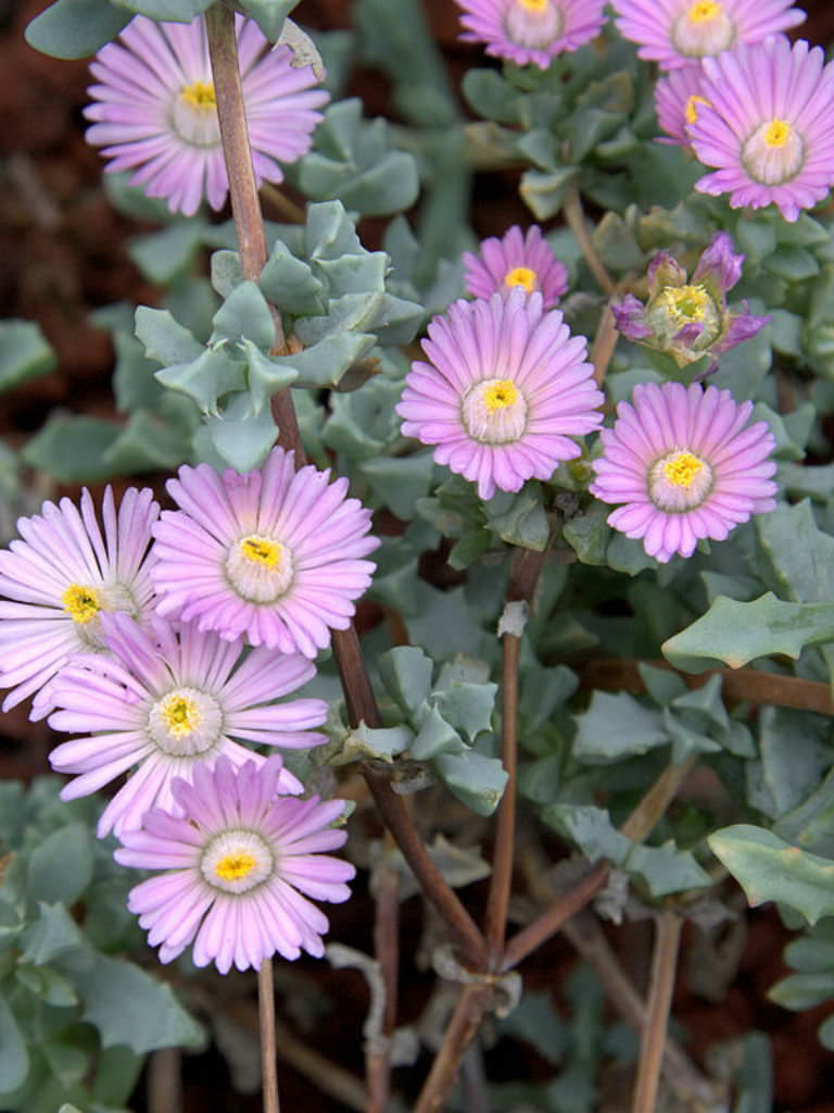 Deltoid succulent leaves