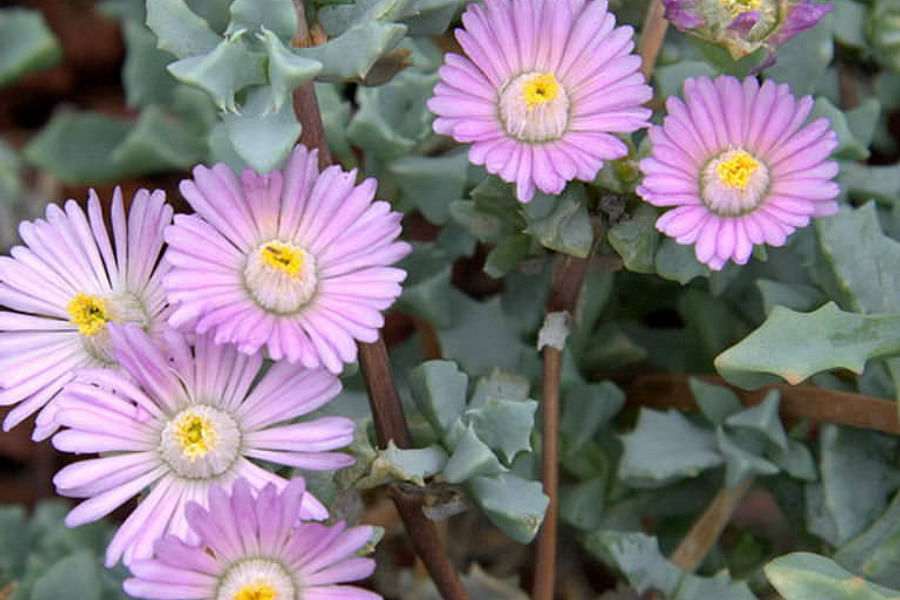 Deltoid succulent leaves