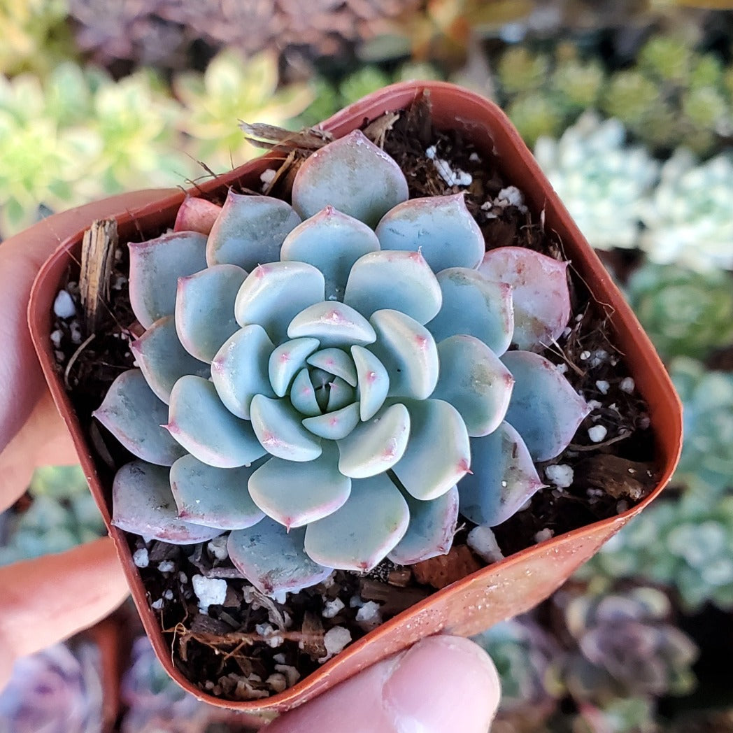 Echeveria succulent