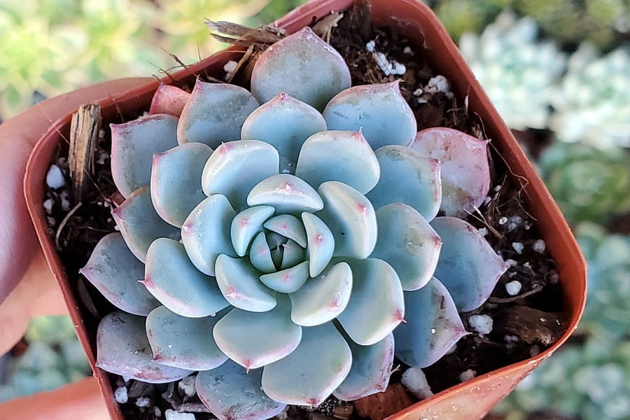 Echeveria succulent