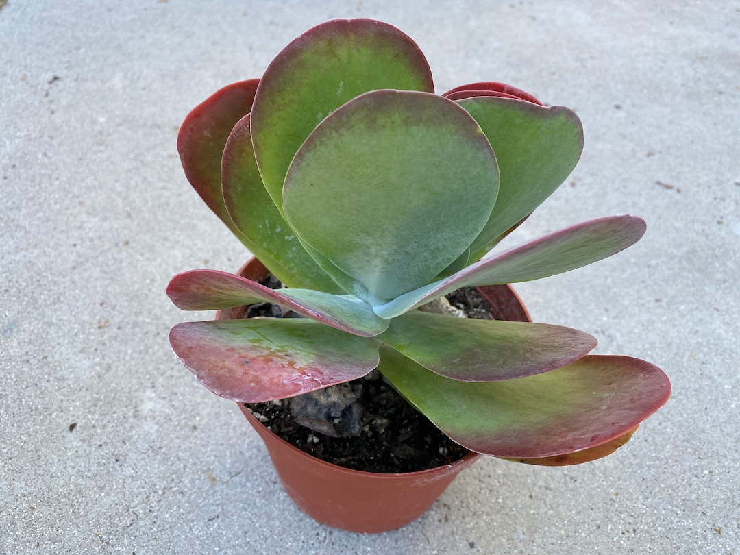 Globular succulent leaves