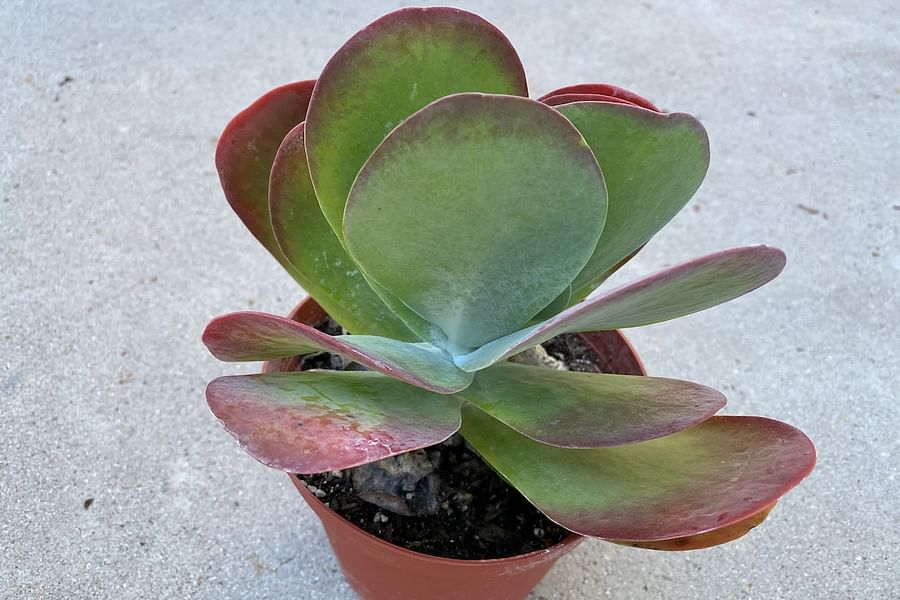 Globular succulent leaves