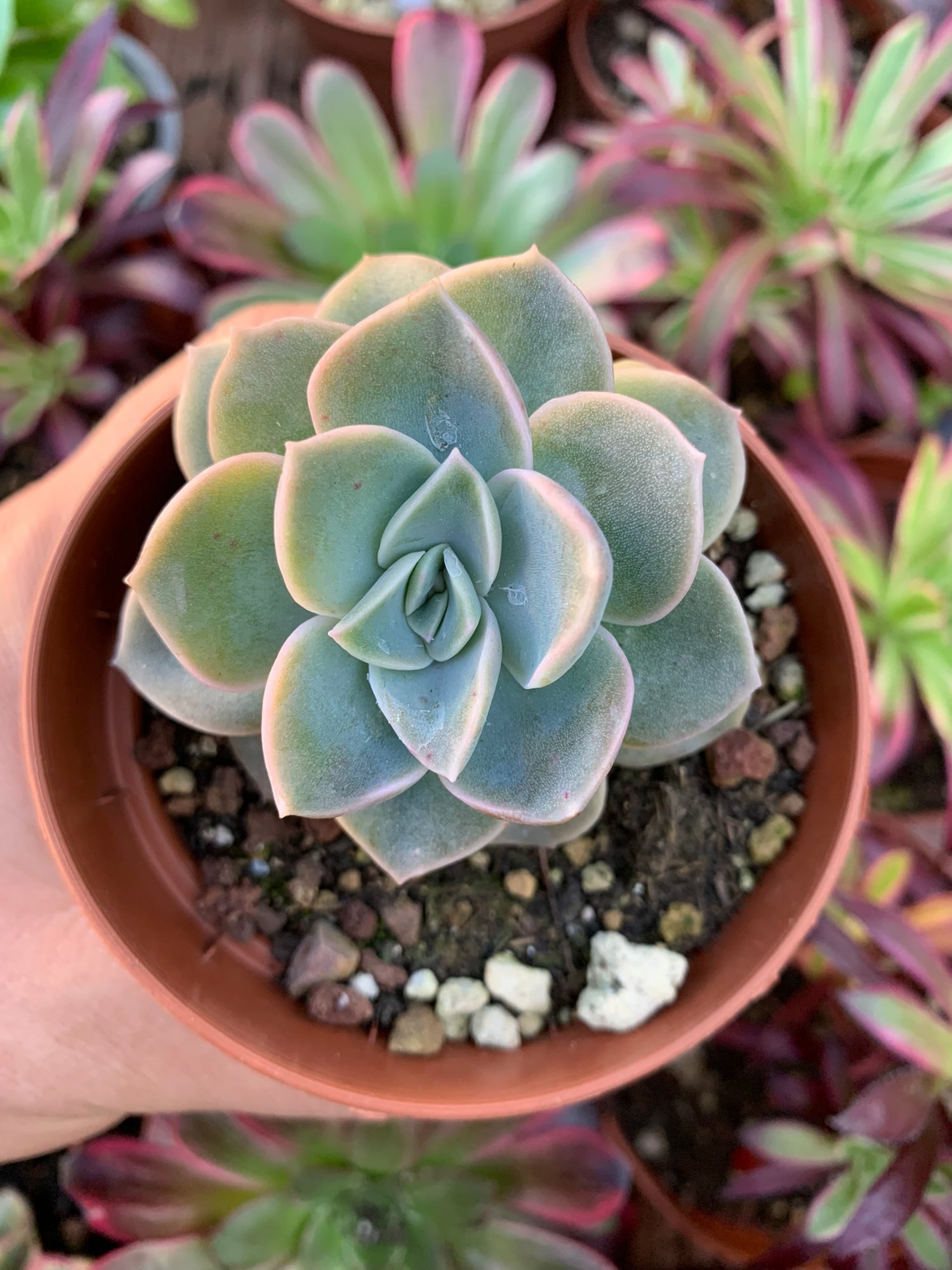 Graptoveria succulent