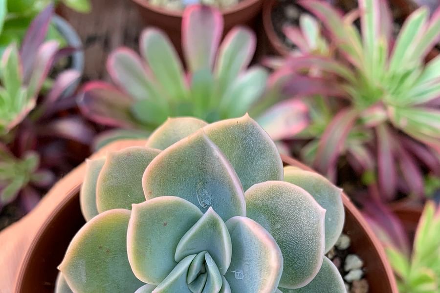 Graptoveria succulent