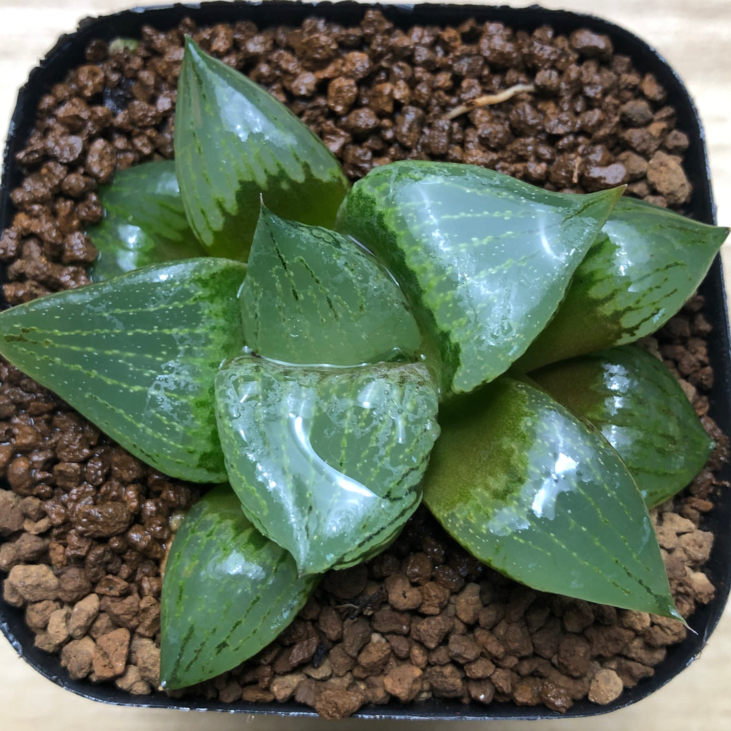 Haworthia succulent