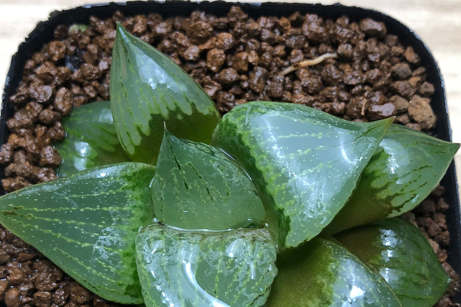Haworthia succulent