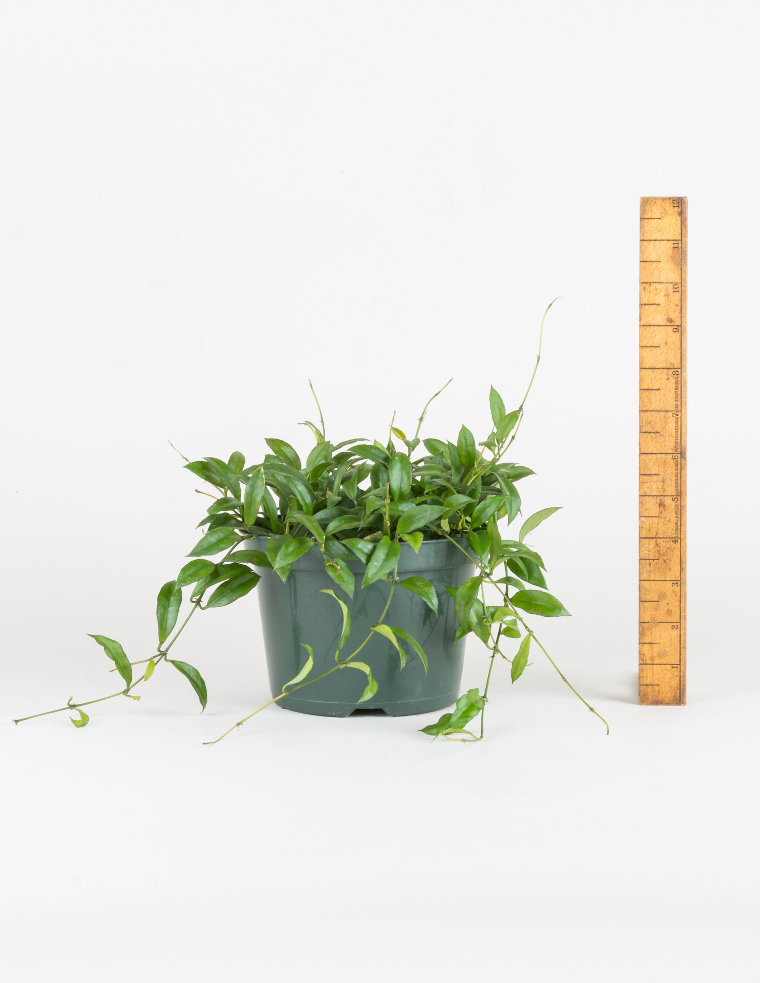 Lanceolate succulent leaves