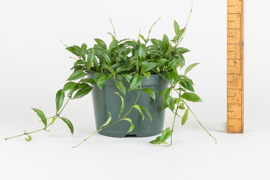 Lanceolate succulent leaves