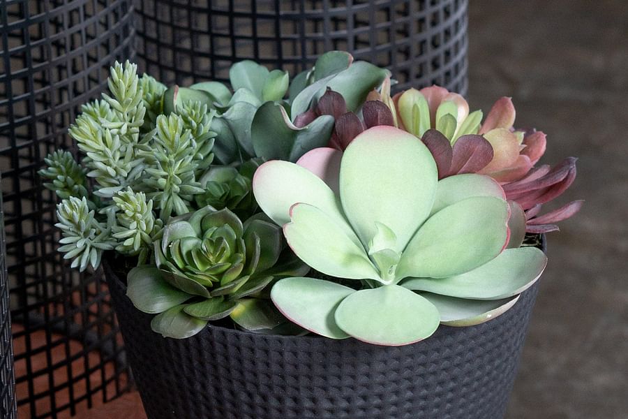 Linear succulent leaves