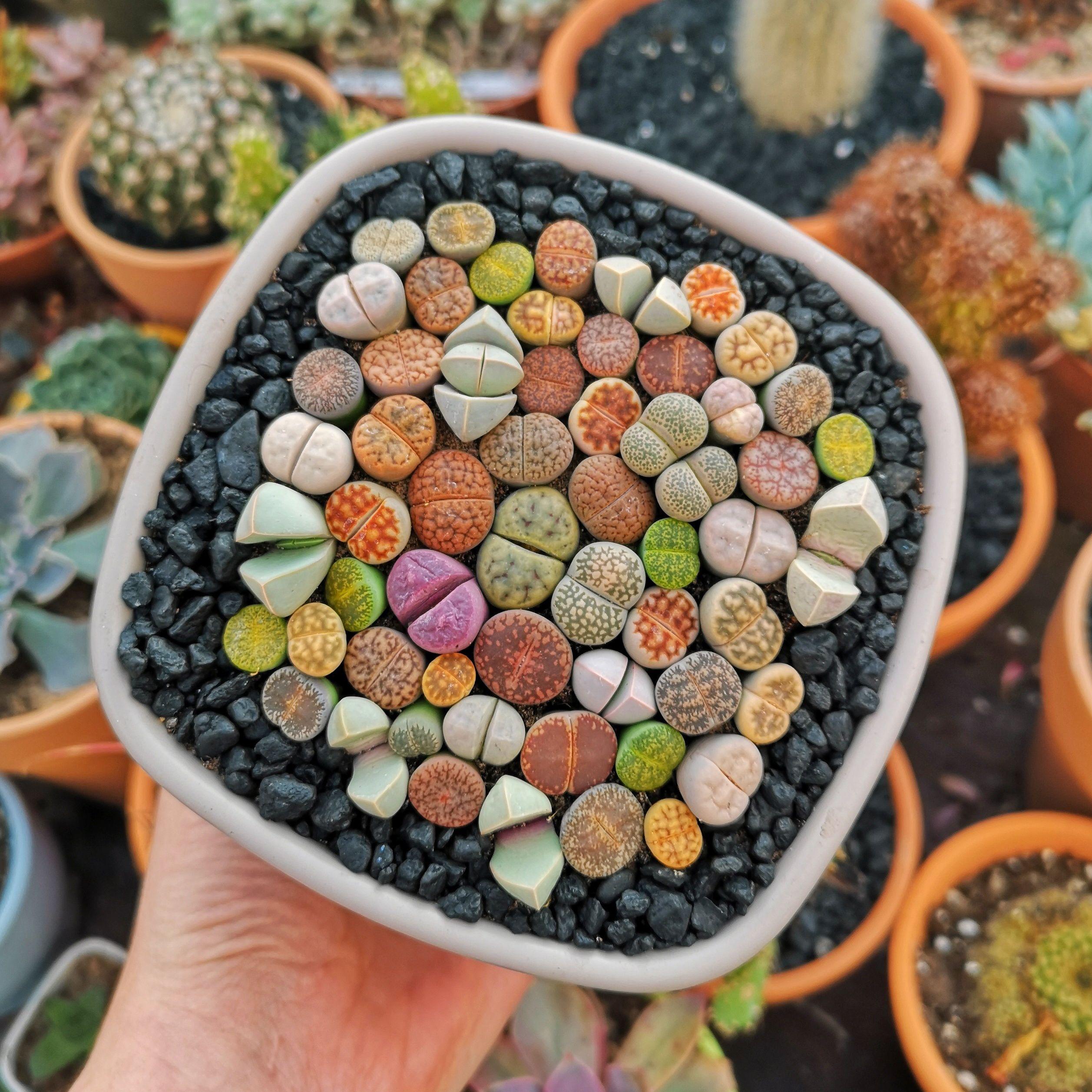 Lithops succulent