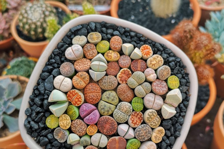 Lithops succulent