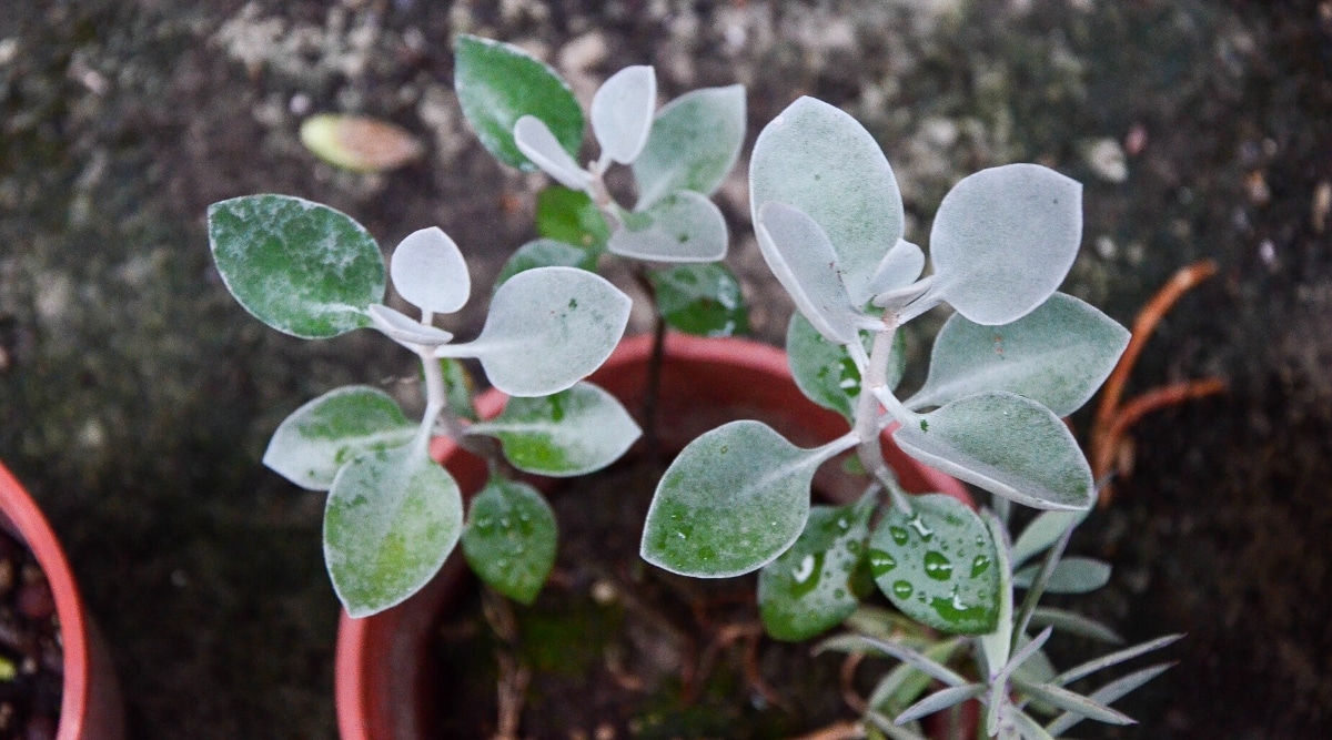 Ovate succulent leaves