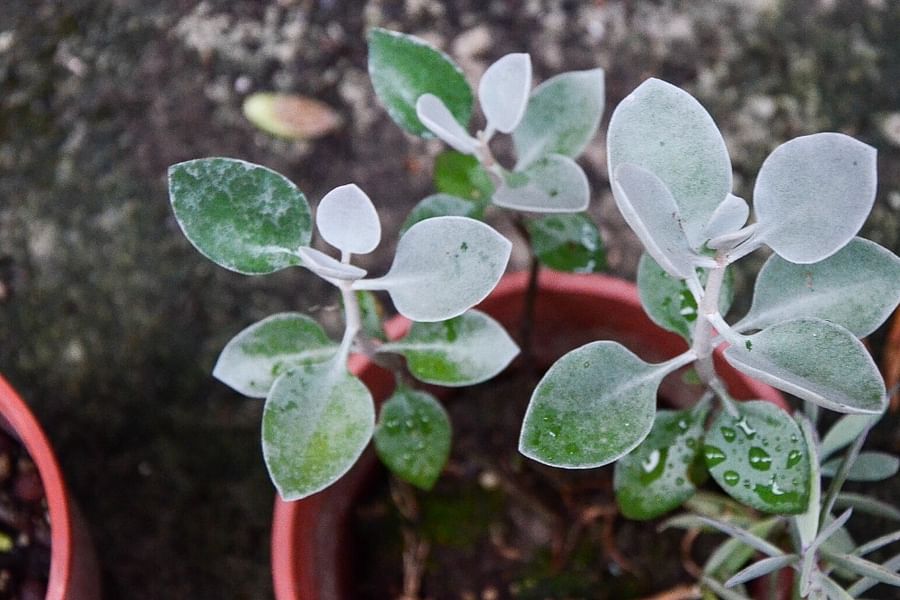 Ovate succulent leaves