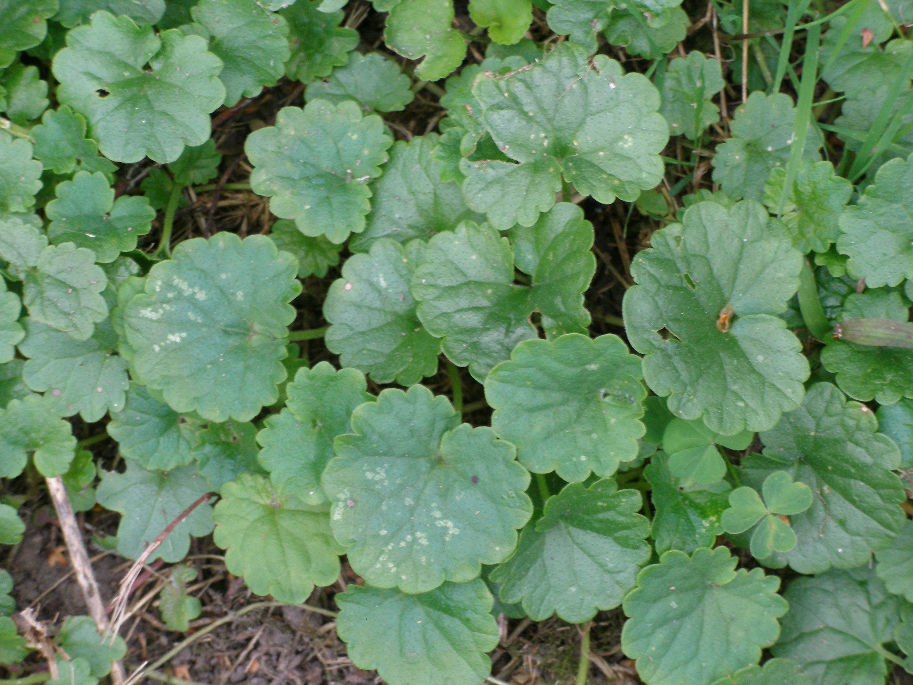 Reniform succulent leaves