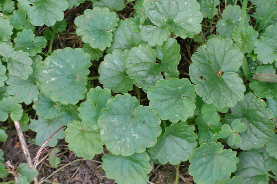 Reniform succulent leaves
