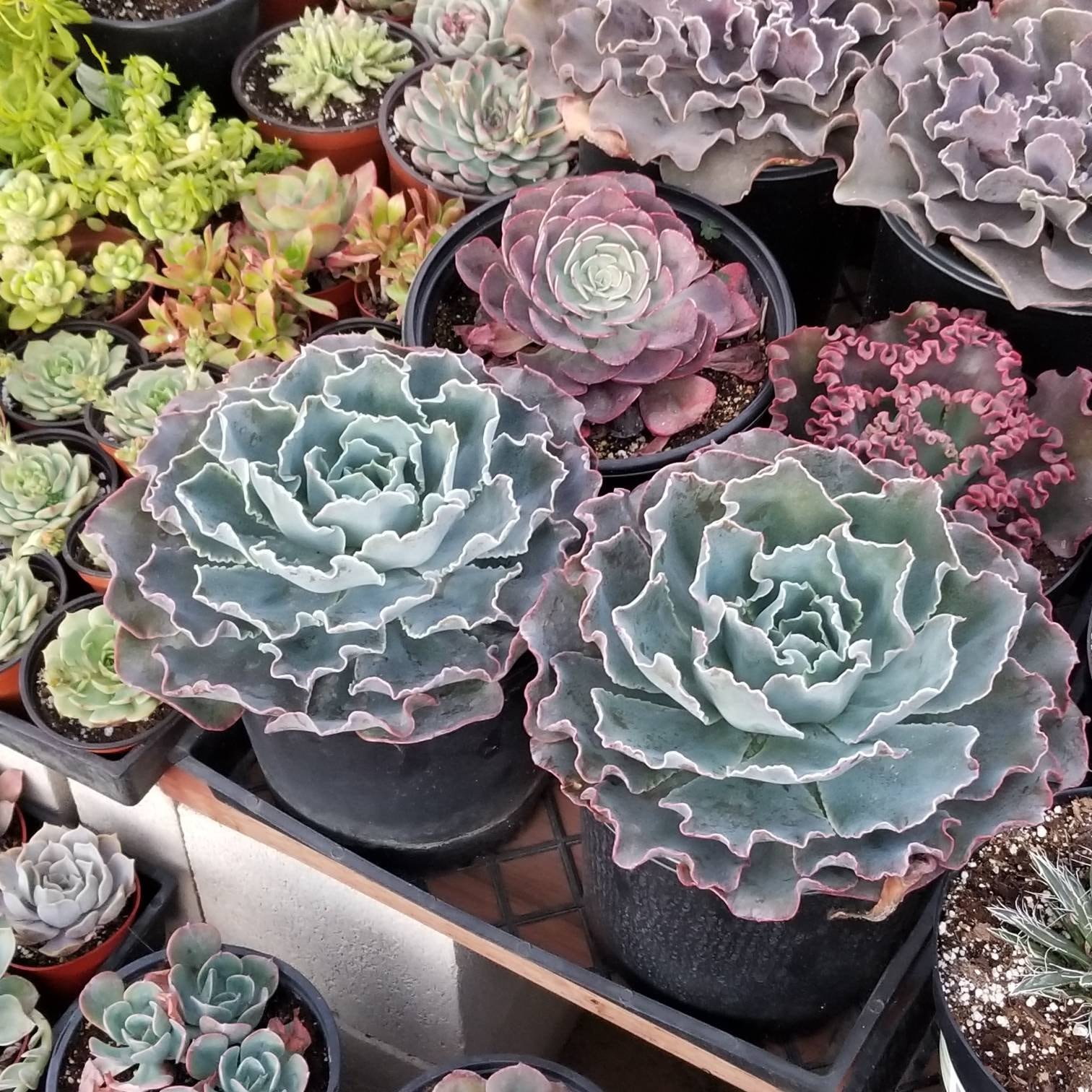 Rosette forming succulent leaves