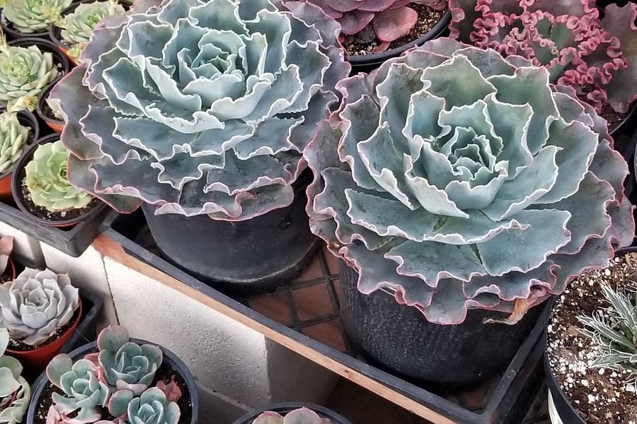 Rosette forming succulent leaves