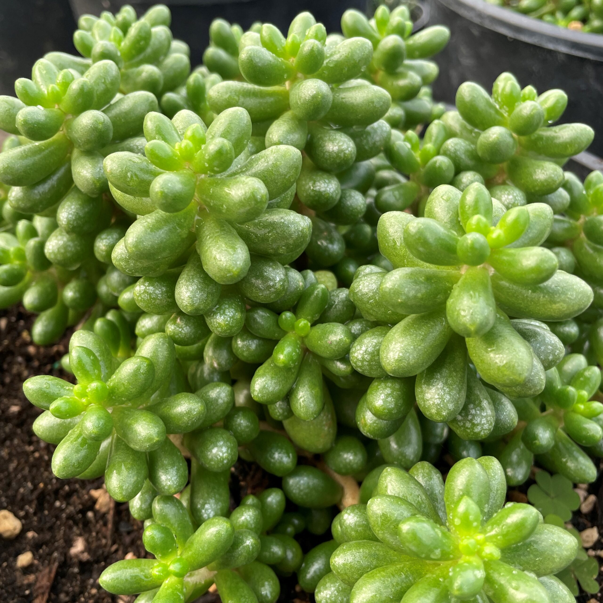 Sedum succulent