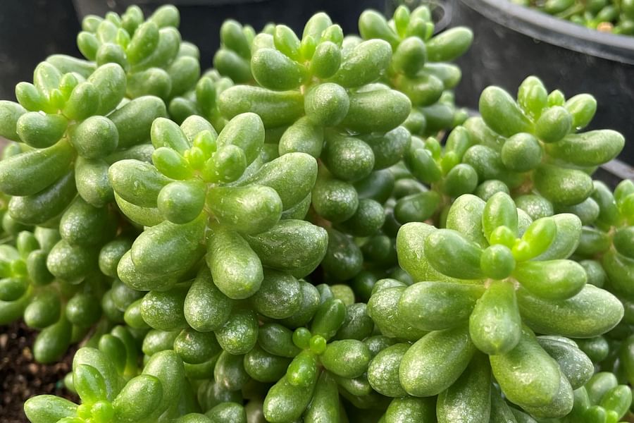 Sedum succulent