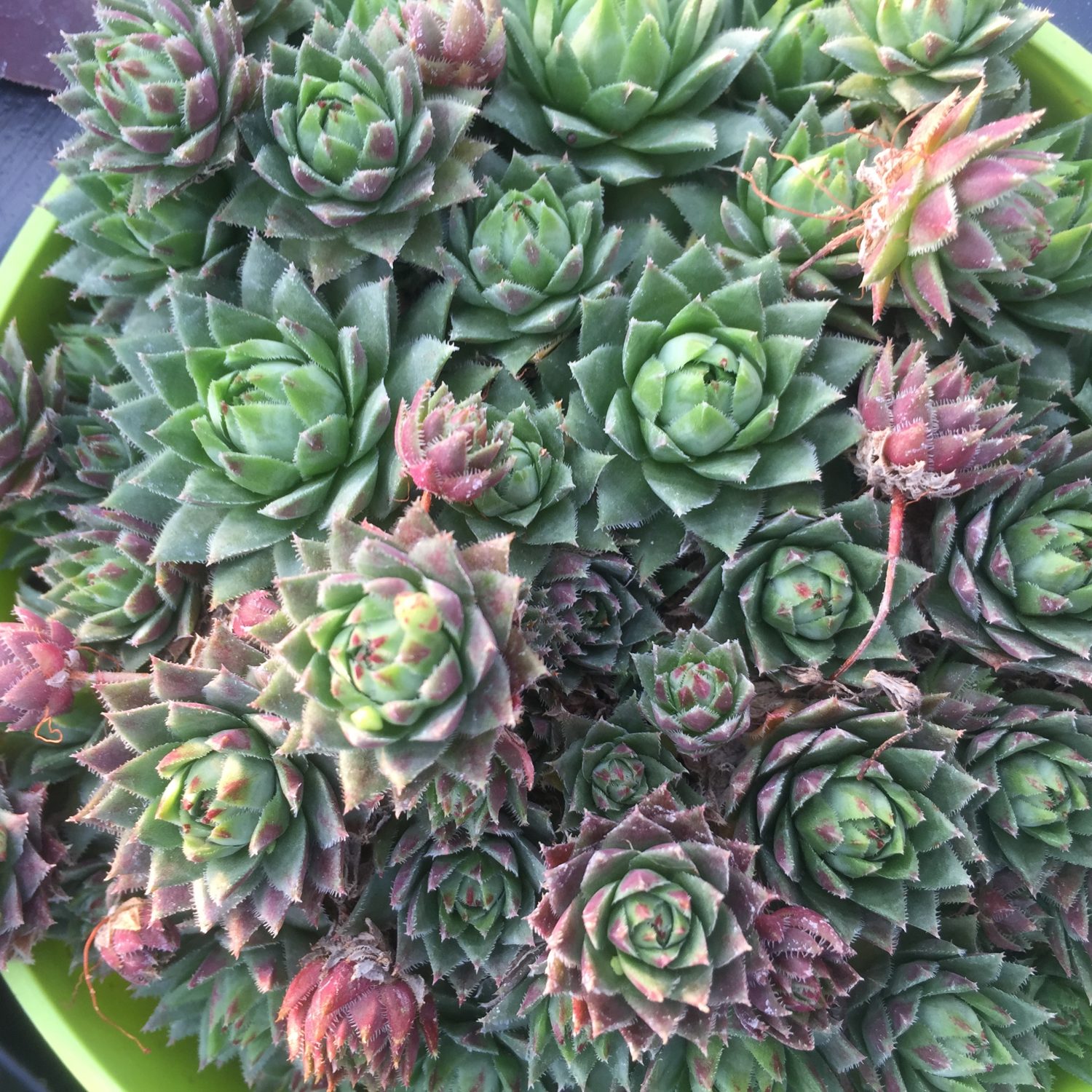 Sempervivum succulent