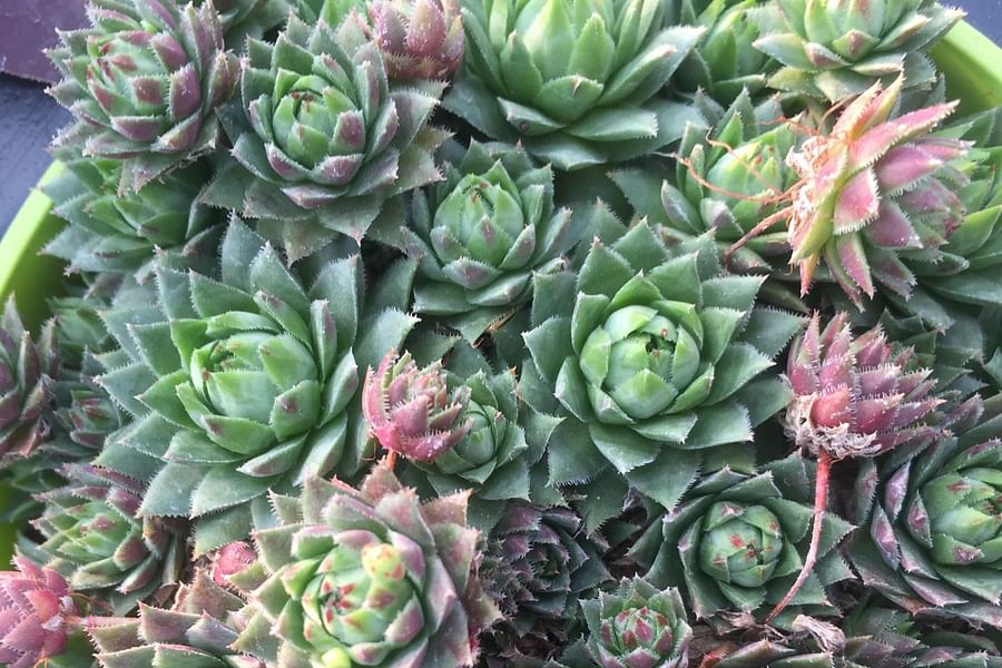 Sempervivum succulent