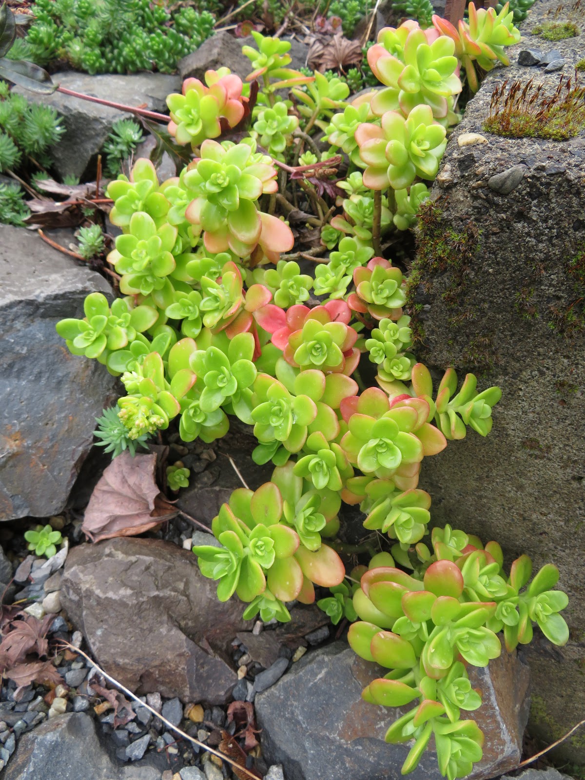 Spatulate succulent leaves
