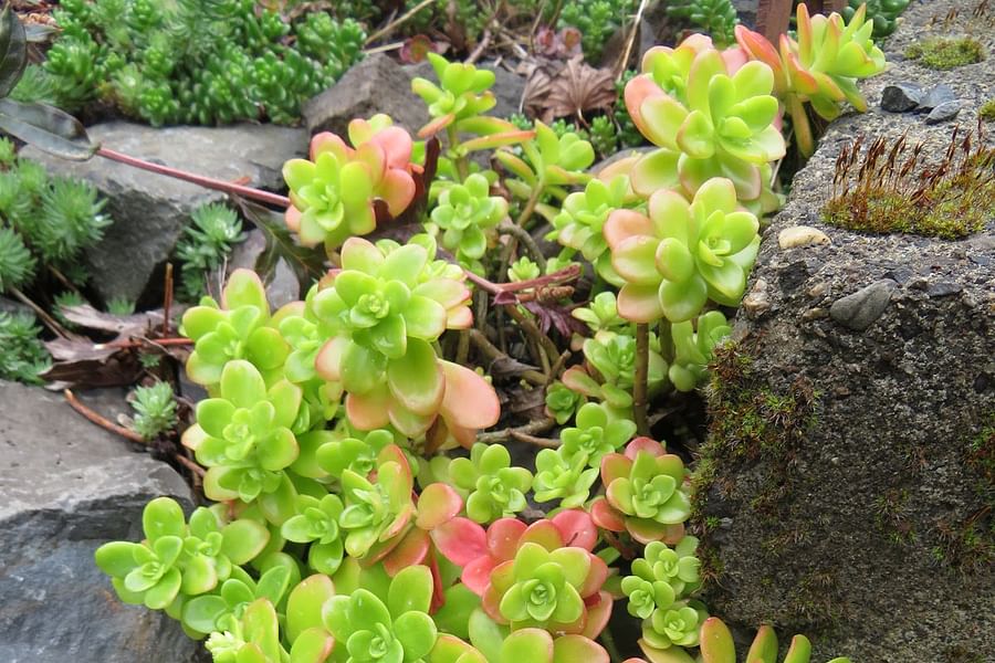 Spatulate succulent leaves
