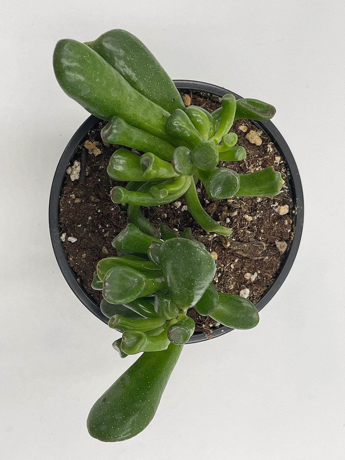 Tubular succulent leaves