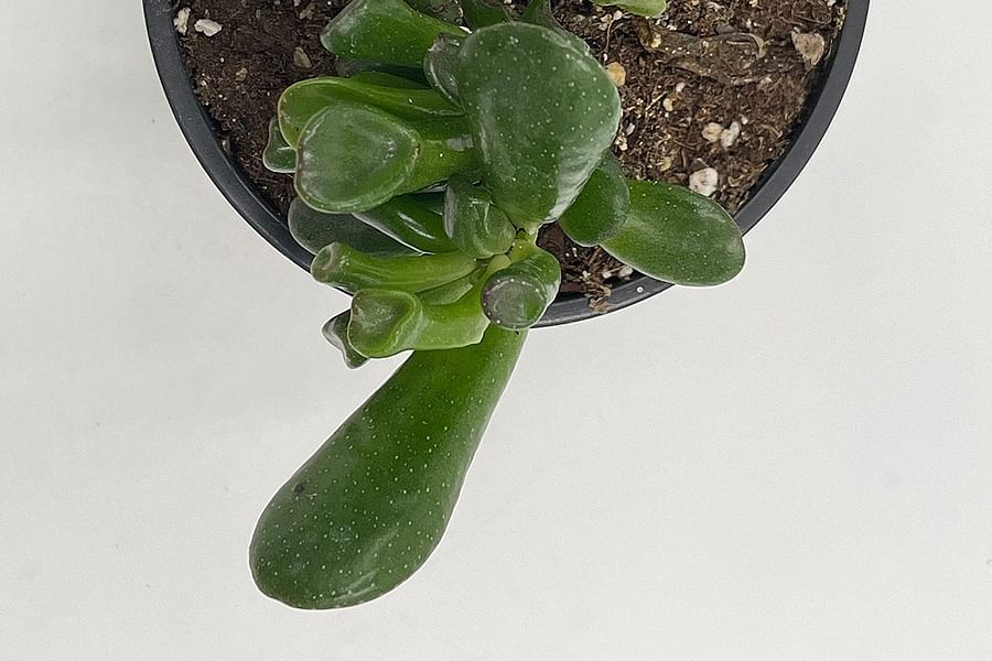 Tubular succulent leaves