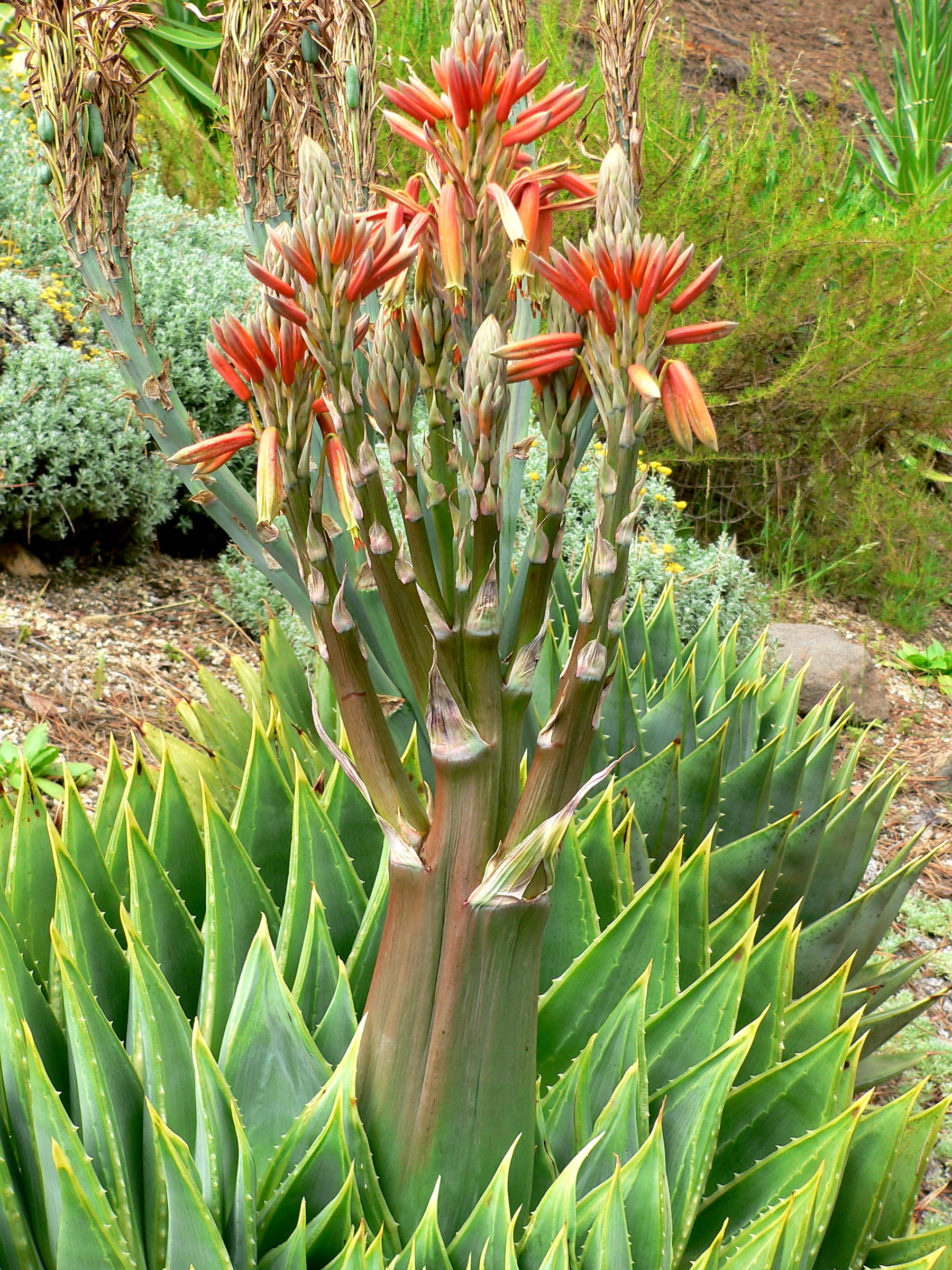 Aloe polyphylla spiral