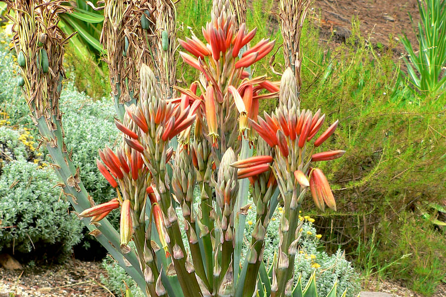 Aloe polyphylla spiral