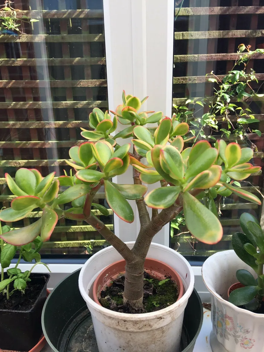 Crassula ovata jade plant