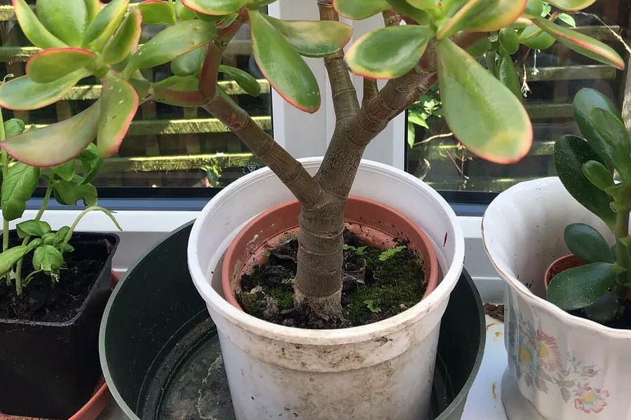 Crassula ovata jade plant