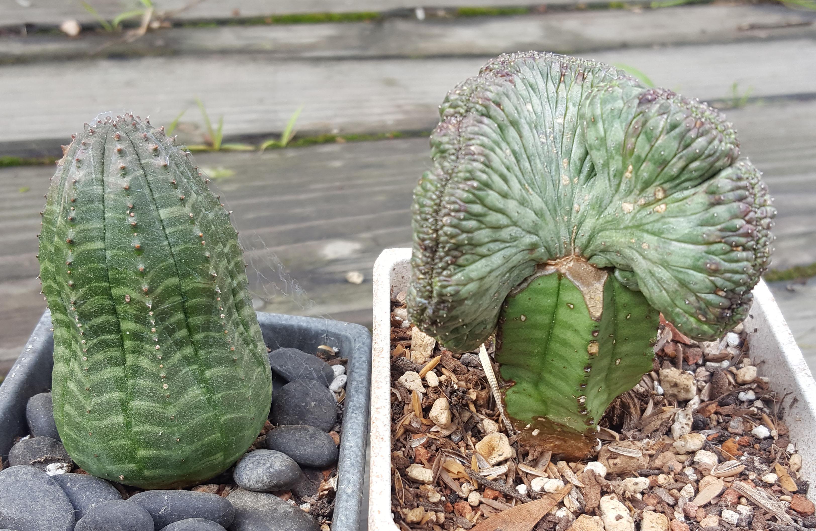 Euphorbia obesa