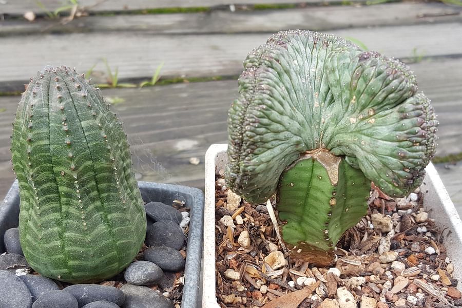 Euphorbia obesa
