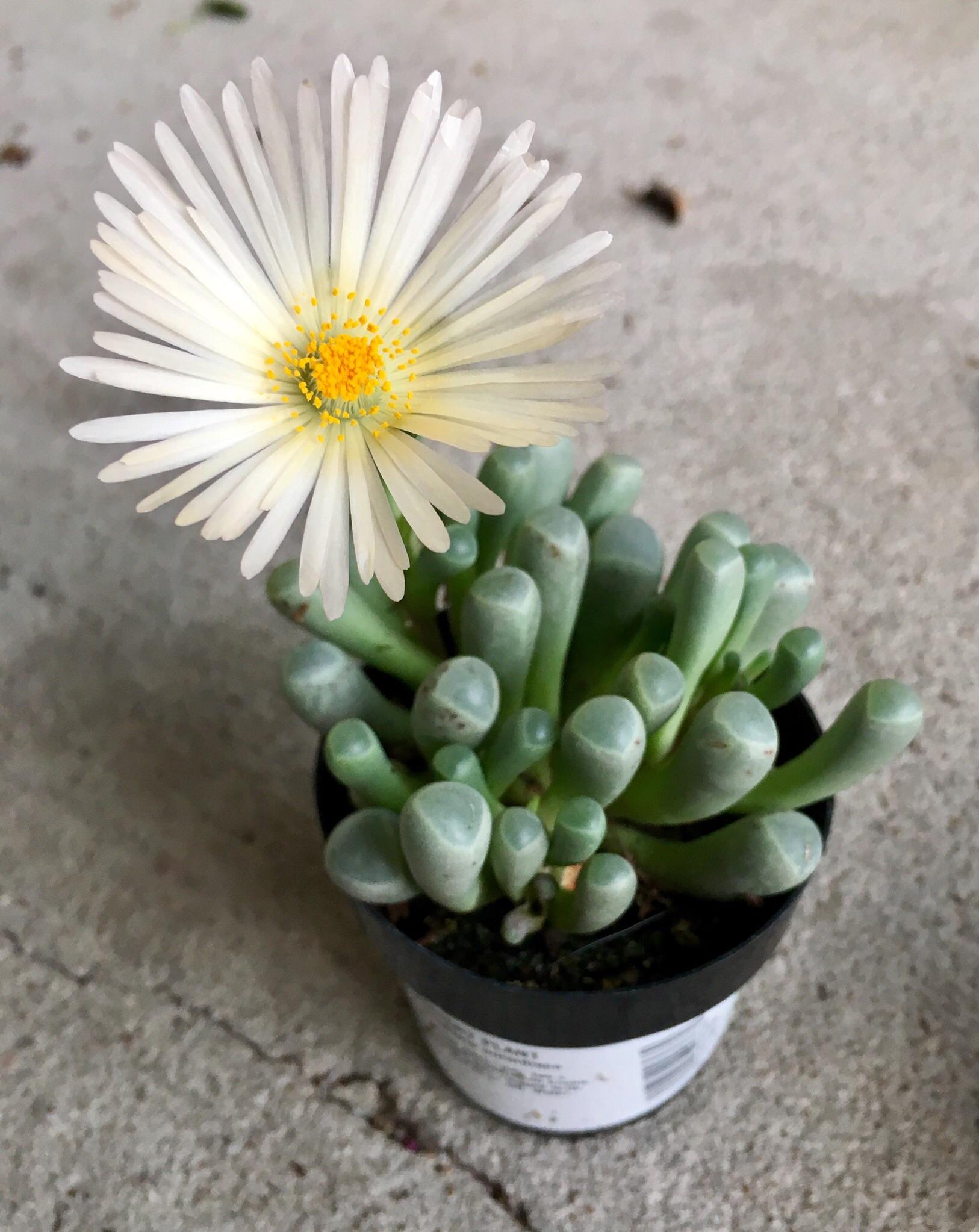 Fenestraria baby toes