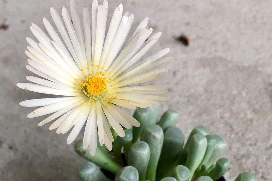 Fenestraria baby toes