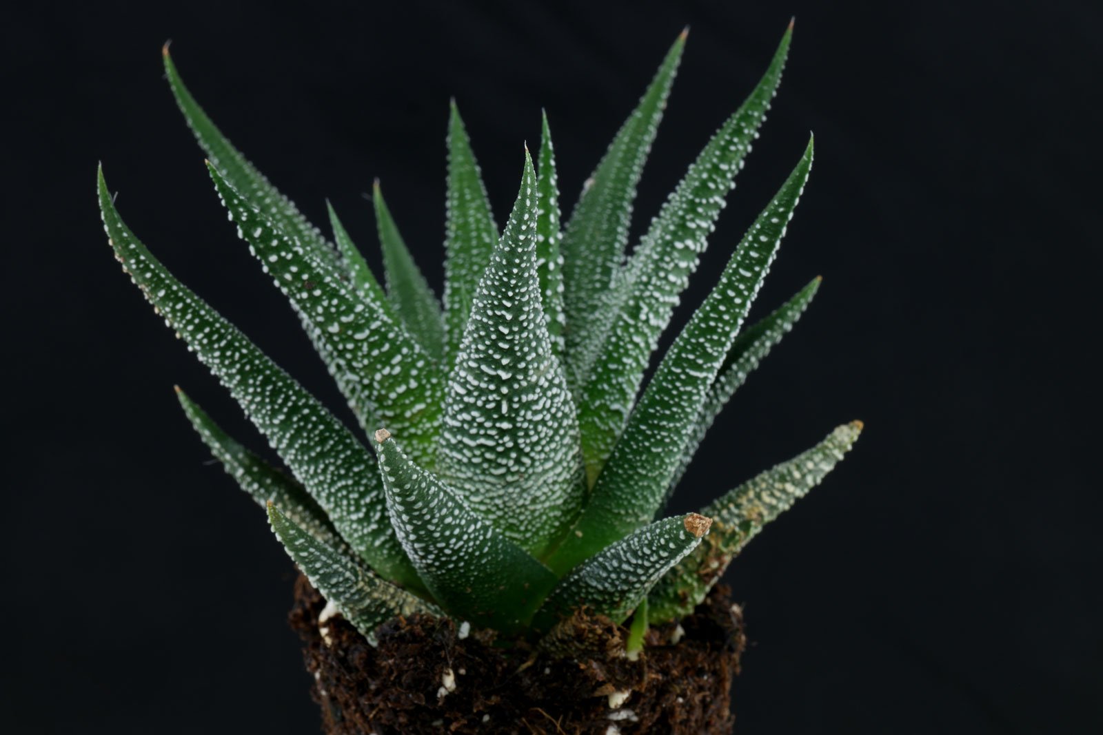 Haworthiopsis attenuata