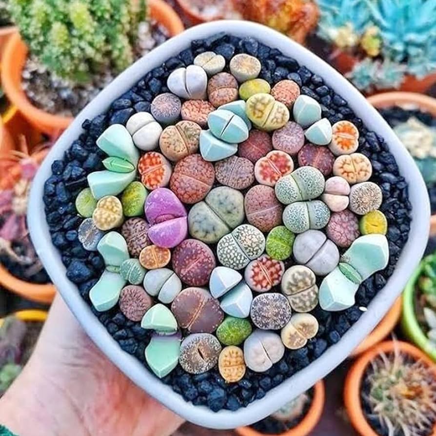 Lithops living stones