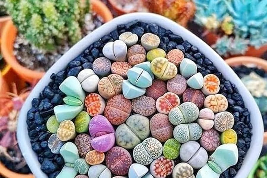 Lithops living stones