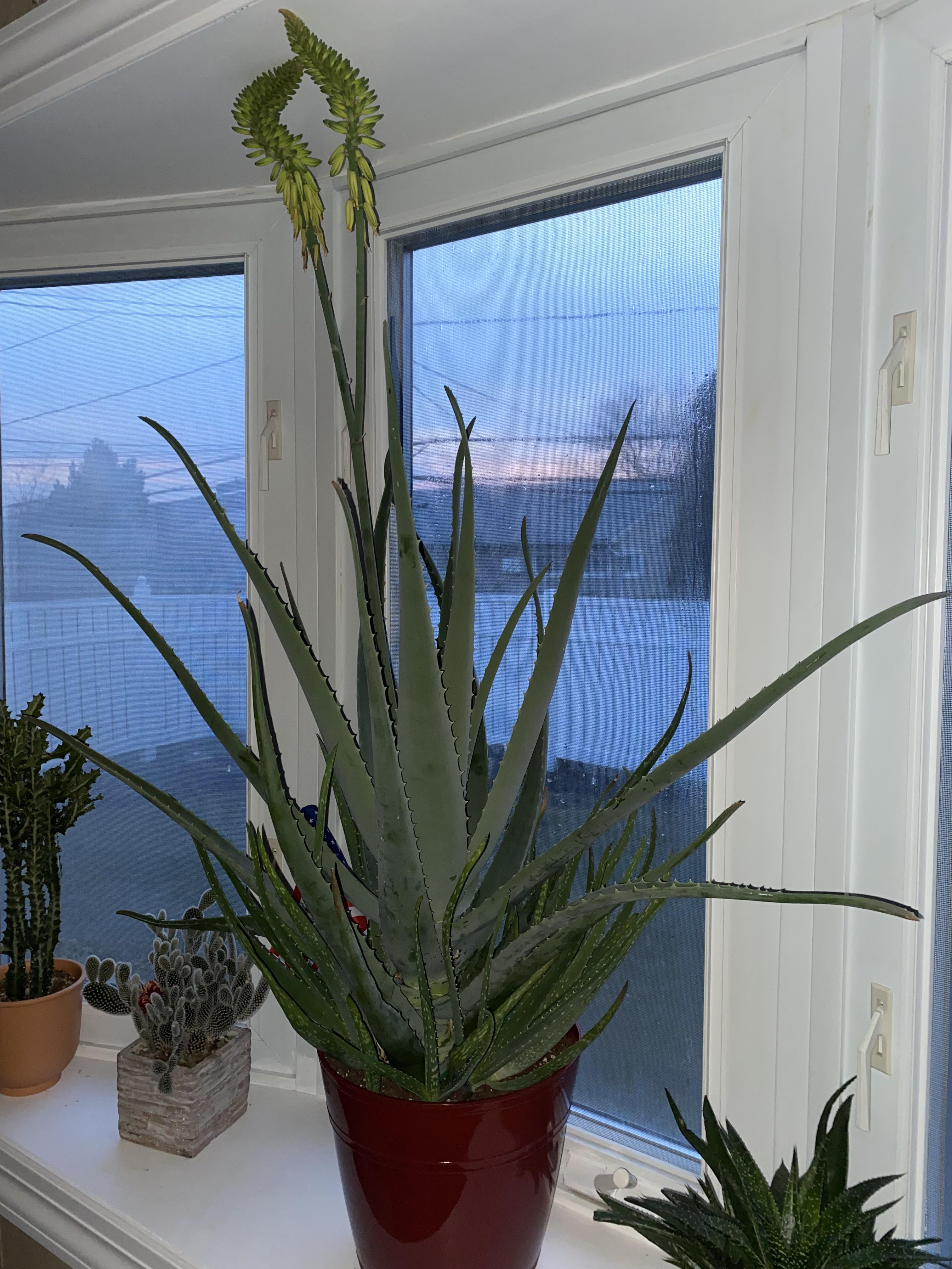 Aloe Vera plant